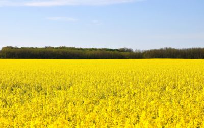 Alberta Canola Seeks Grower Support for First Service Charge Increase in 20 Years