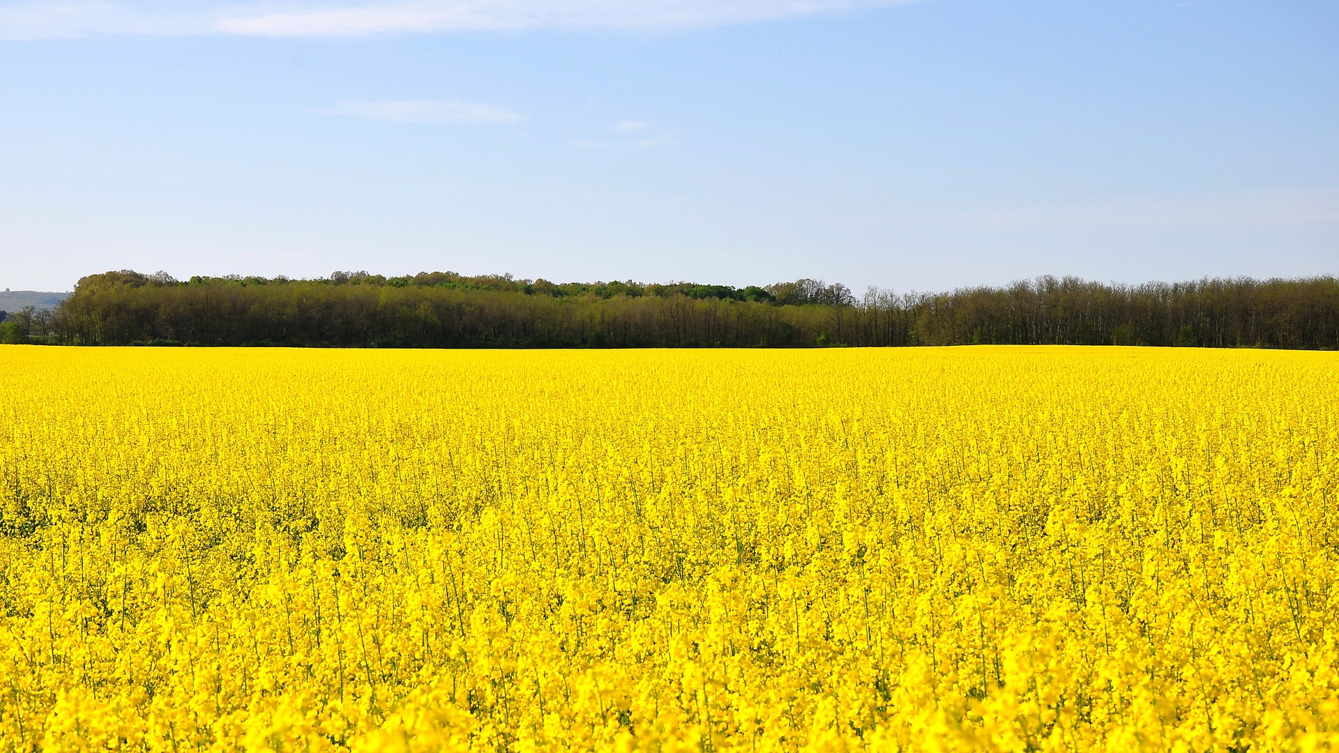 Bright yellow canola field