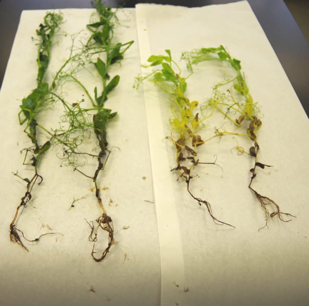 Healthy roots vs. Aphanomyces roots