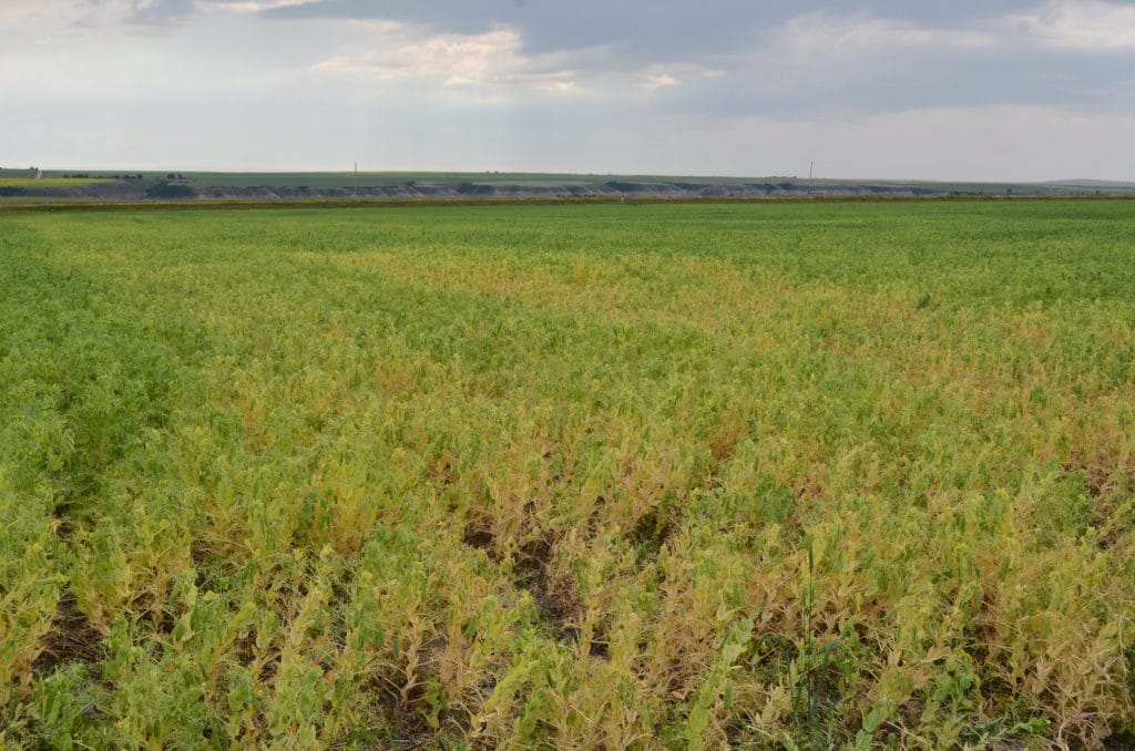 Field of peas infected with Aphanomyces