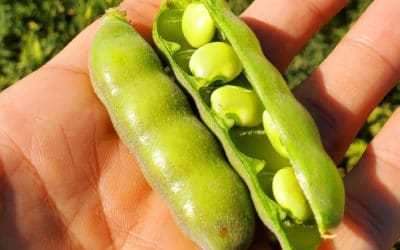 As the Plant-Based Food Market Surges, the Lupin Bean is a Rising Star