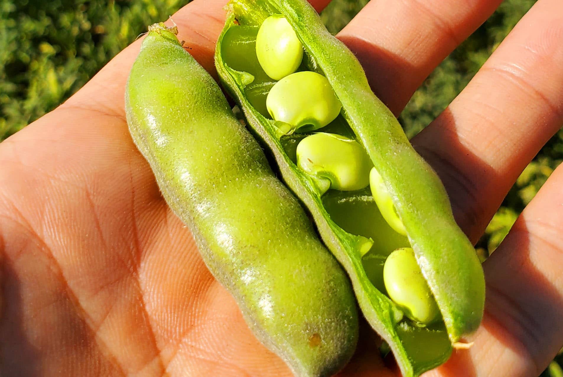 Lupin pods