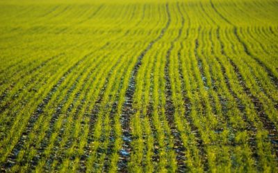 Crops Emerging Fast Across Alberta