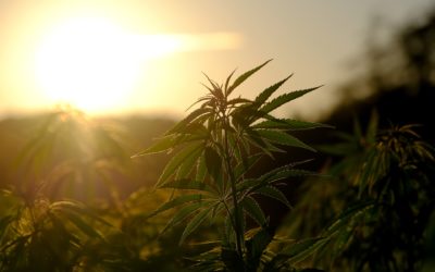 The Green Revolution with Cannabis and Hemp