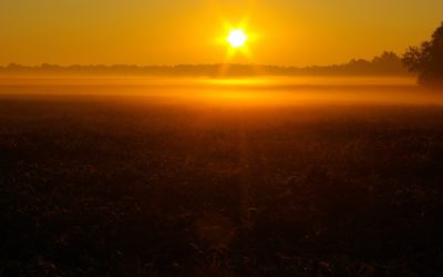 Hot, Dry Conditions Weigh on Alberta Crops