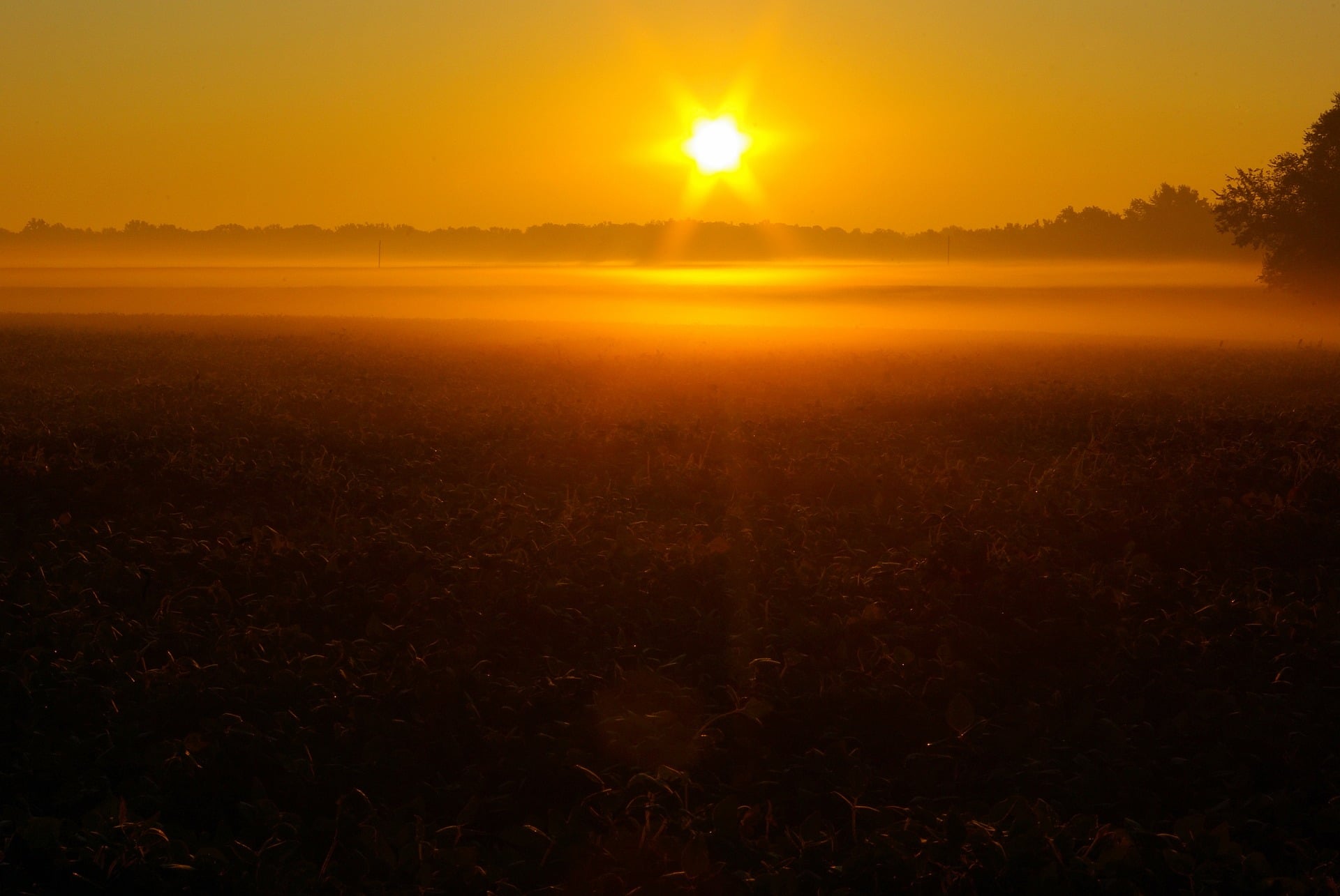 Sunrise over field