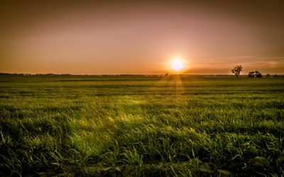 Despite Lower Yields, Alberta Crop Quality Great