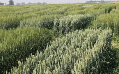 Farmers Receive $33 for Every Dollar Invested in Wheat Breeding