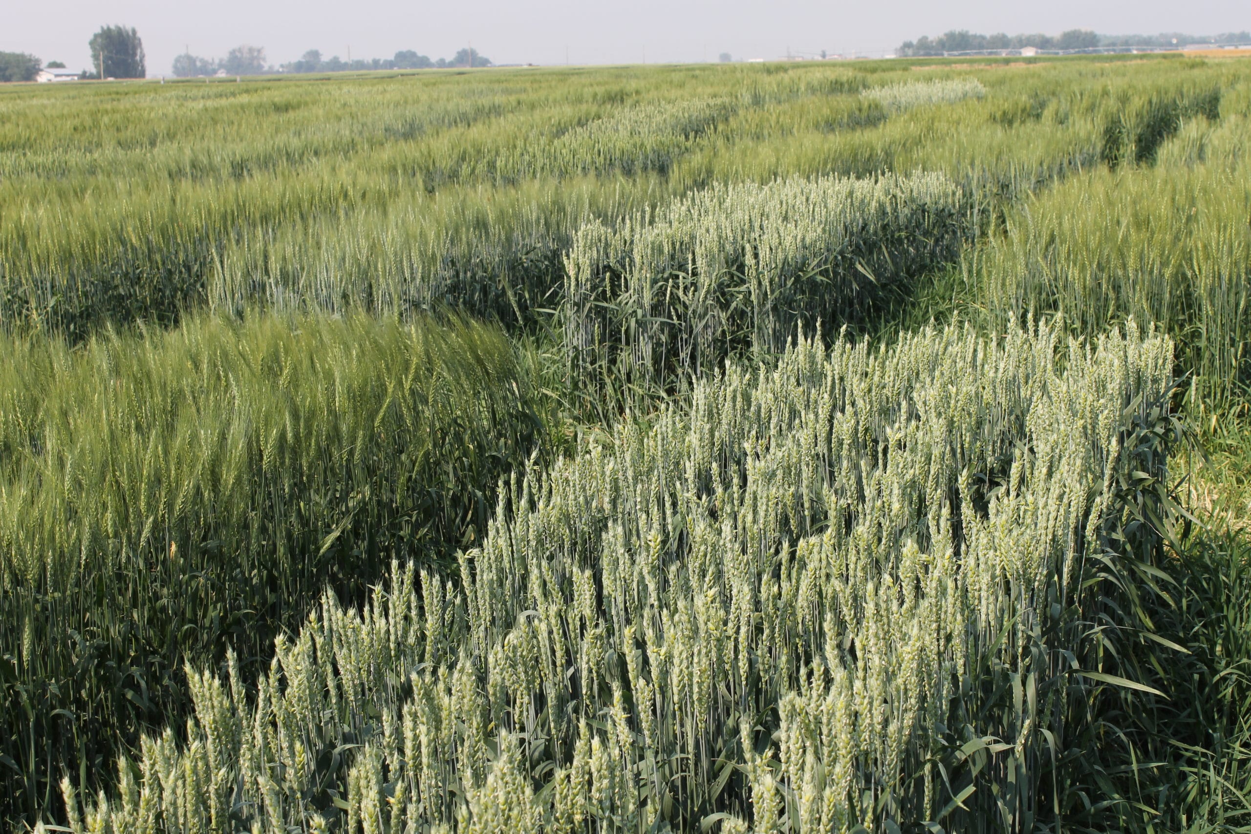 Regional Variety Trial plot of CPSR wheat