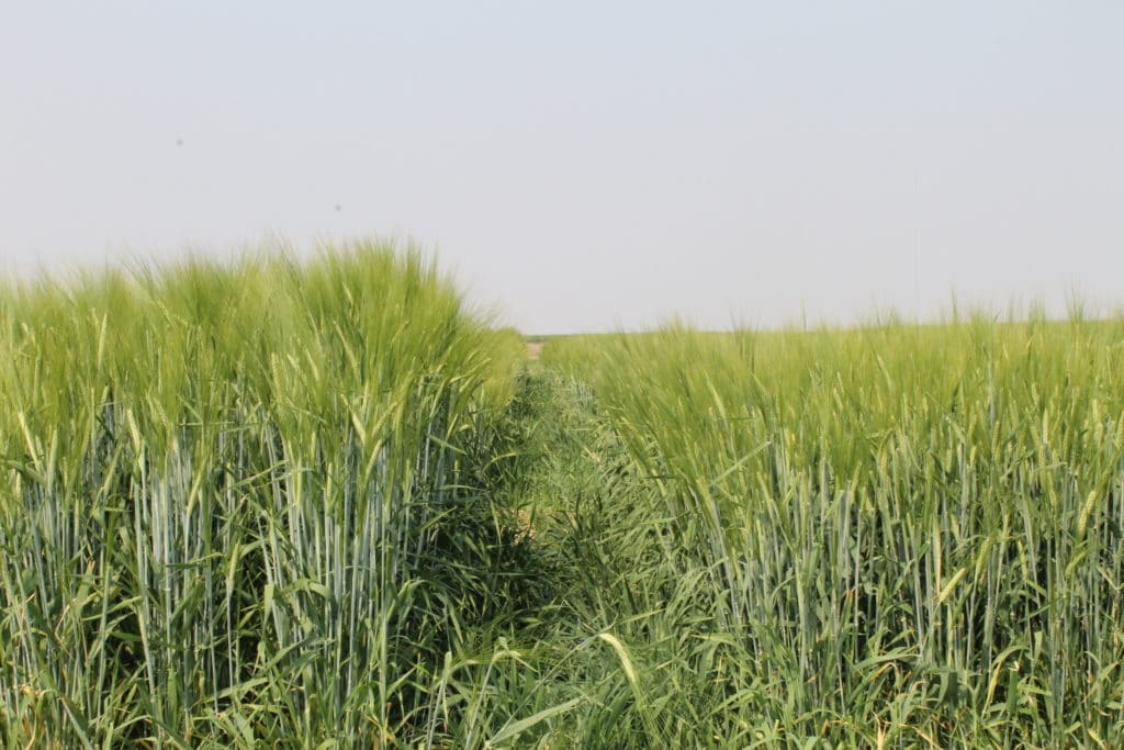 Irrigated Regional Variety Trial plots of Lowe barley and CDC Bow barley