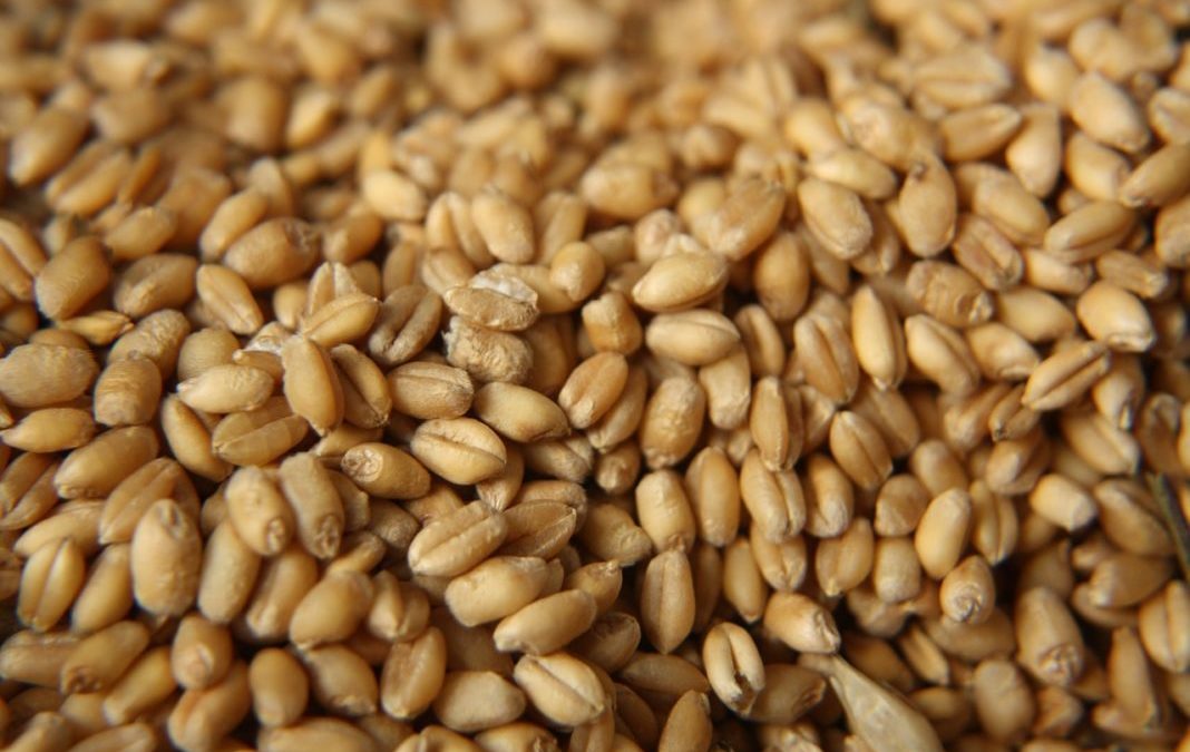 How Might Seed Regulatory Modernization Benefit You?