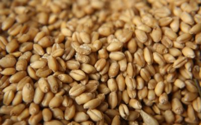 Seed Testing Critical to Ensuring Good Cereal Seed Performance in 2022