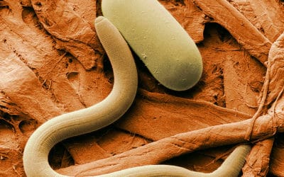 New Tests for Soybean Cyst Nematode are Crucial to Fighting This Pathogen