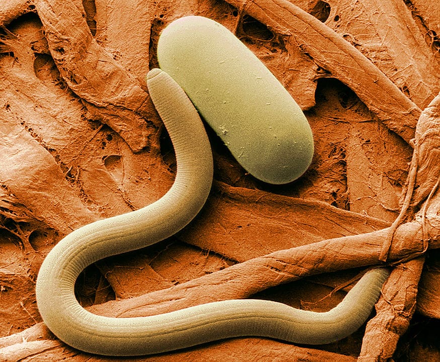 Soybean cyst nematode