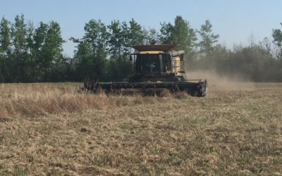 Growing Grass Seed in B.C.’s Peace Region