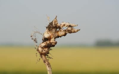 Using Silicon in Soil to Battle Clubroot