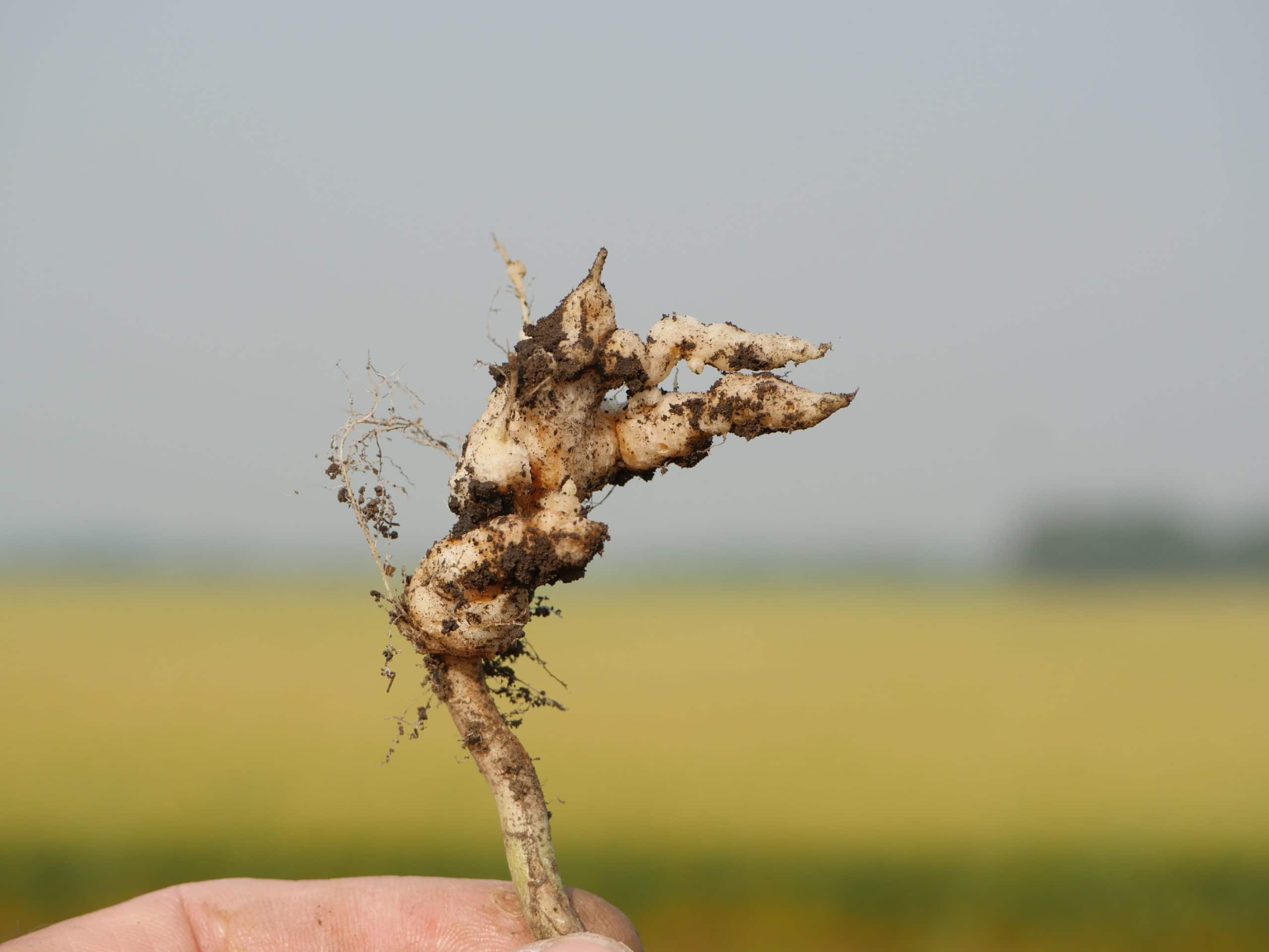 Clubroot infected canola plant