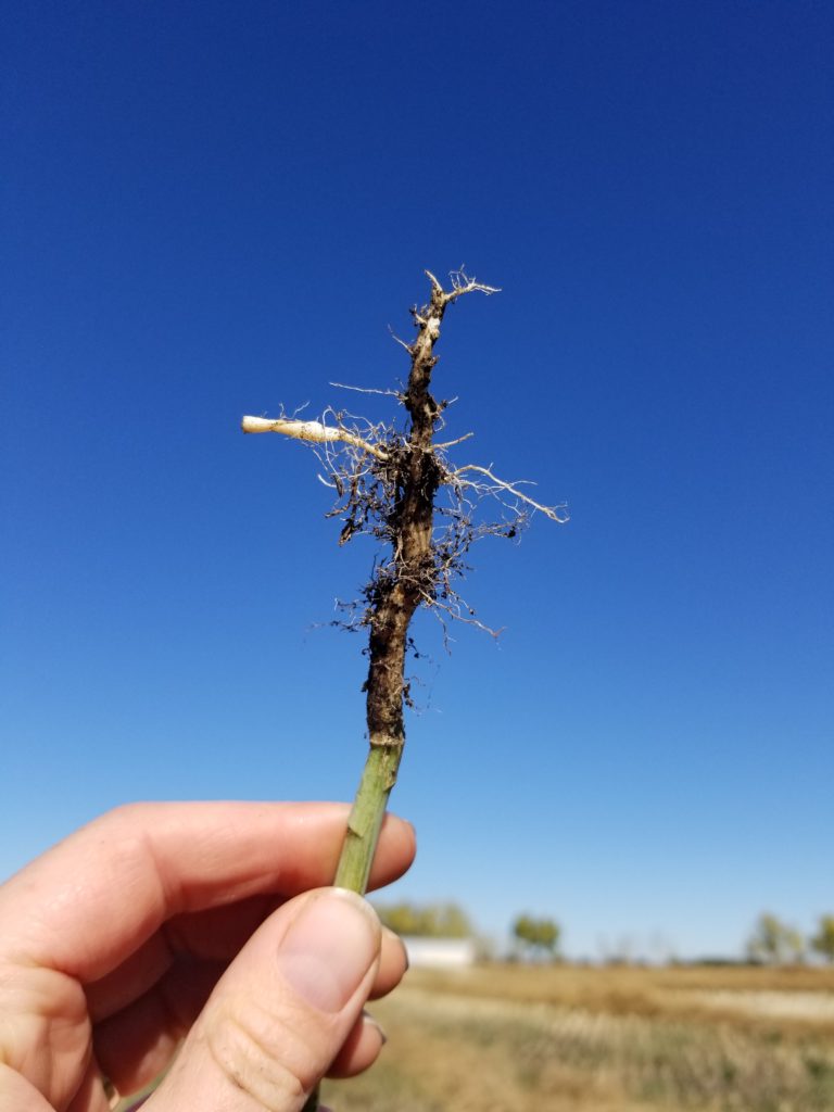 Canola root infected with clubroot