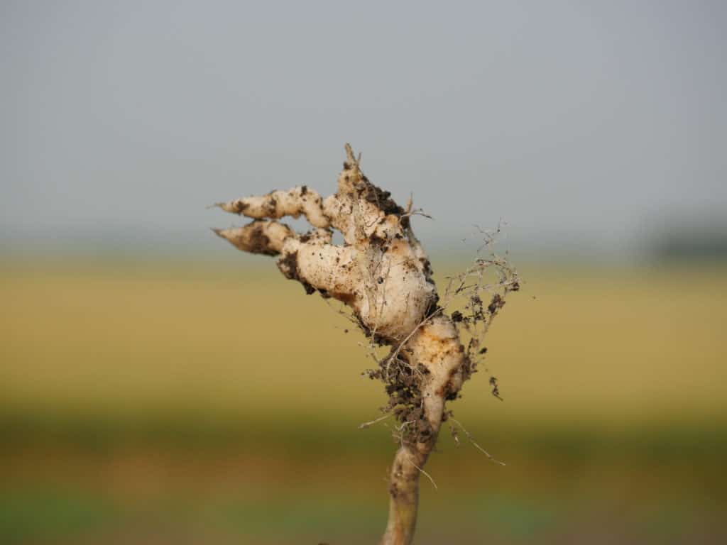 Canola infected with clubroot