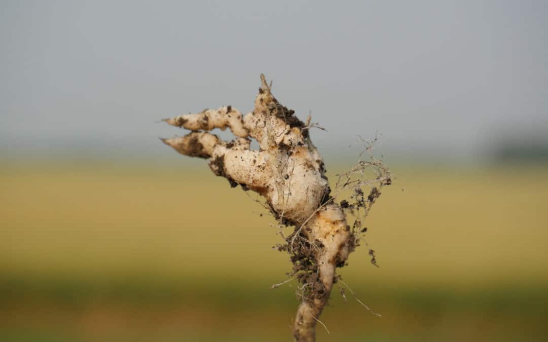 BASF Teams Up with U of A on Clubroot Research