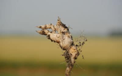 NRGene Canada Maps Clubroot Resistance Trait