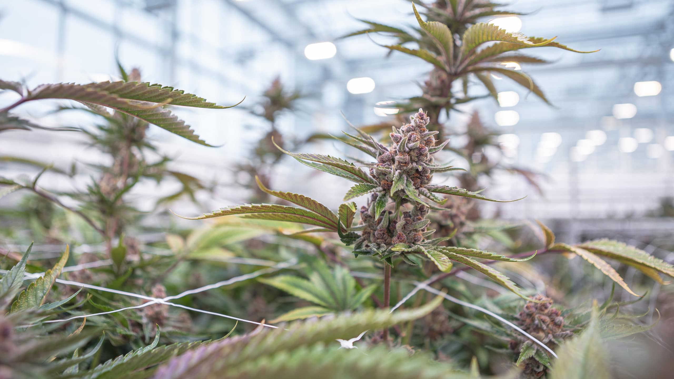 Cannabis plants at Aurora's facility