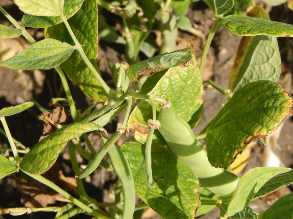 Common Bacterial Blight