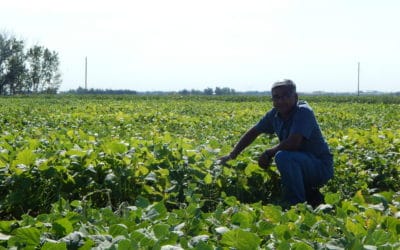 Parthiba Balasubramanian is Breeding Dry Beans for ‘Berta