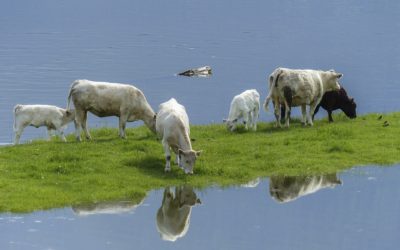 Fraser Valley Farmers Receive $20 million for Flood Mitigation