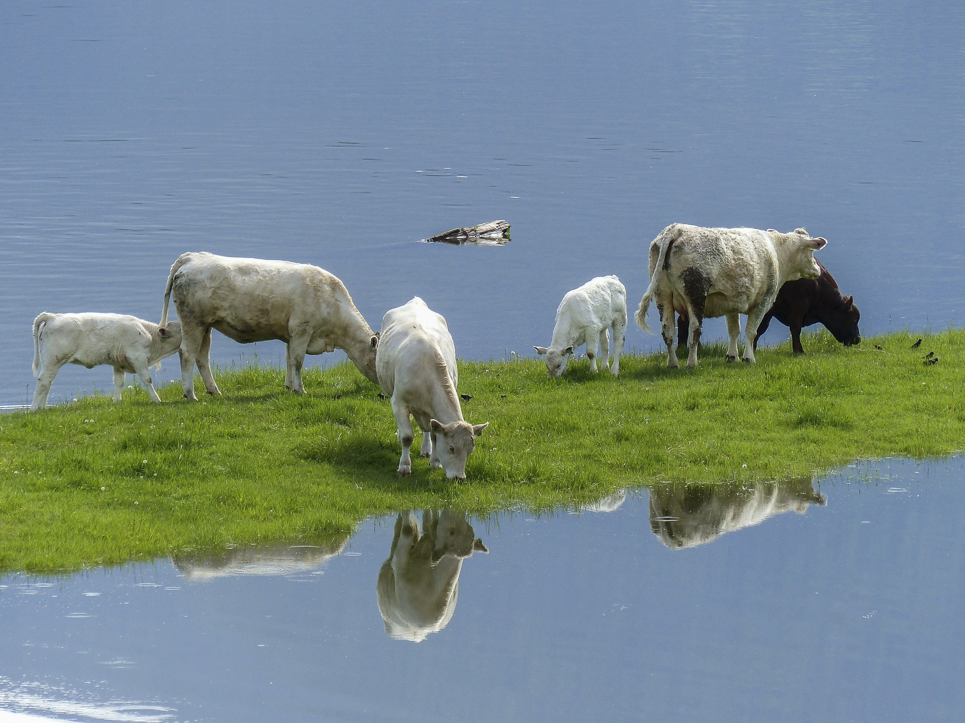 Cows in a flooded field