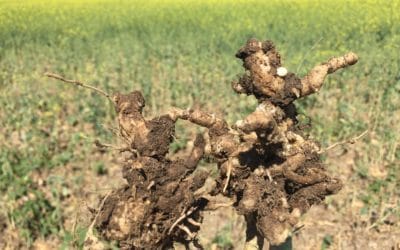 New Clubroot Strains Capable of Infecting Resistant Canola Found