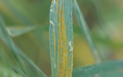 Alberta Crop Disease Outlook for the 2022 Growing Season