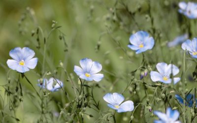 Seeds Canada Issues Warning About Foreign Buyers Trying to Illegally Access Canadian Flax Genetics