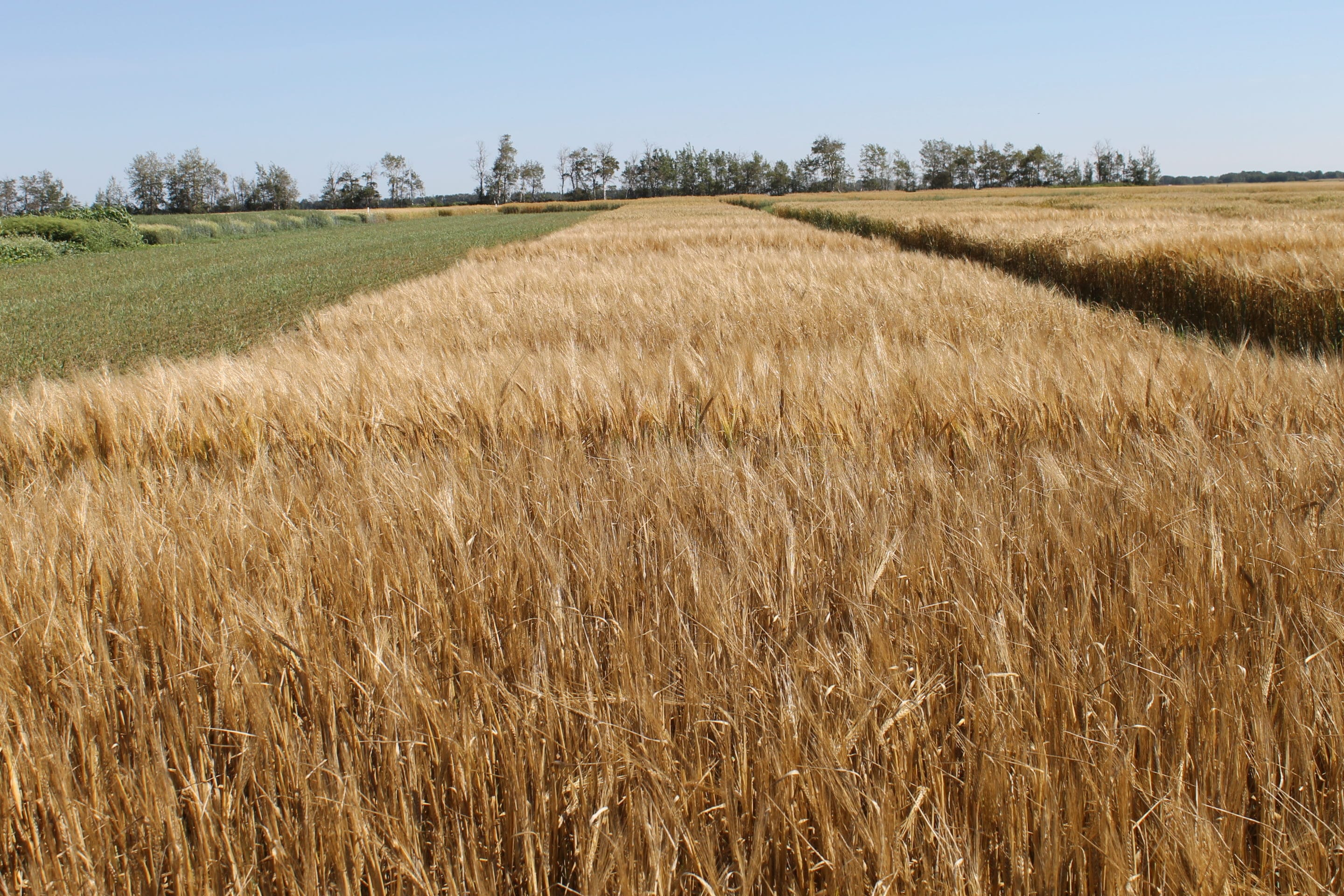 Barley RVT trials