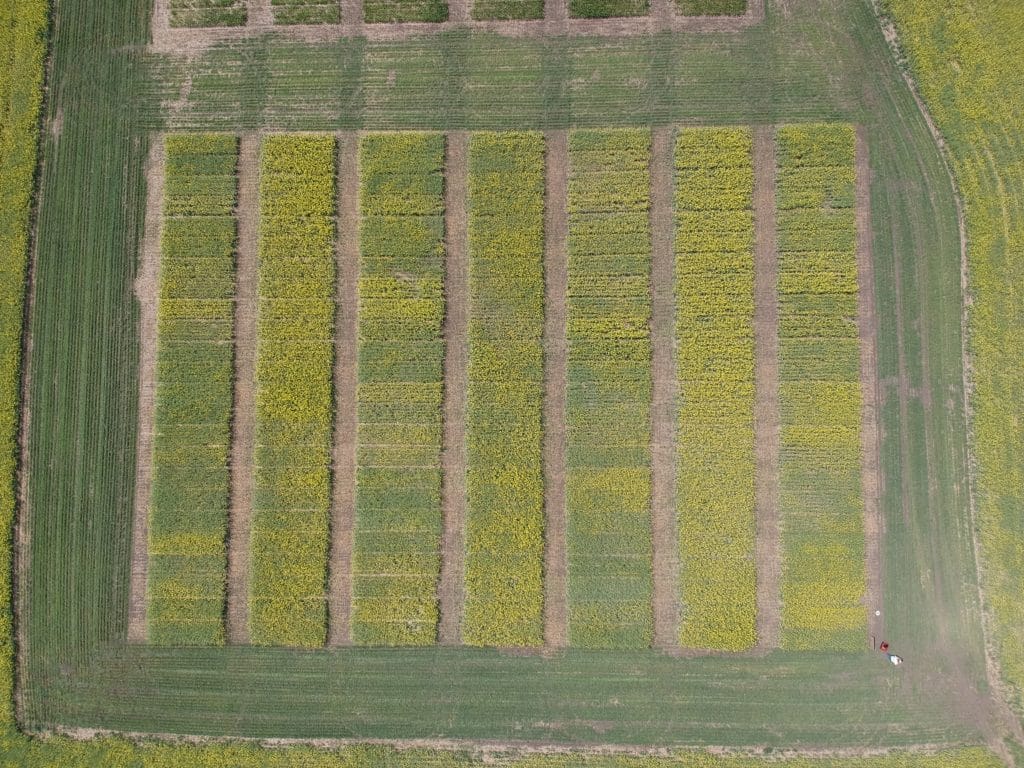 2021 canola performance trial site