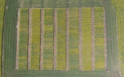 Prairie Canola Performance Trials Discontinued