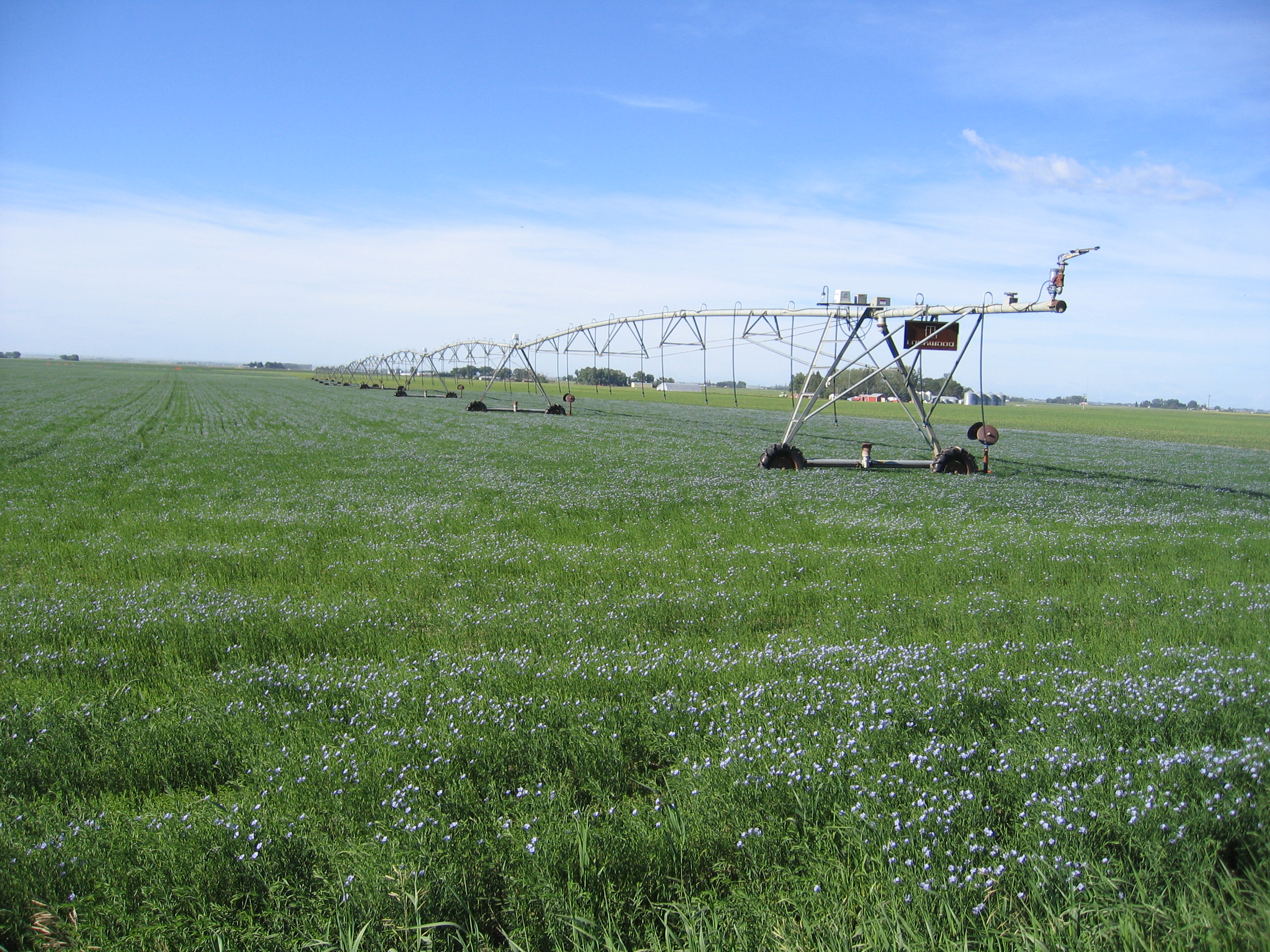 Irrigated flax field