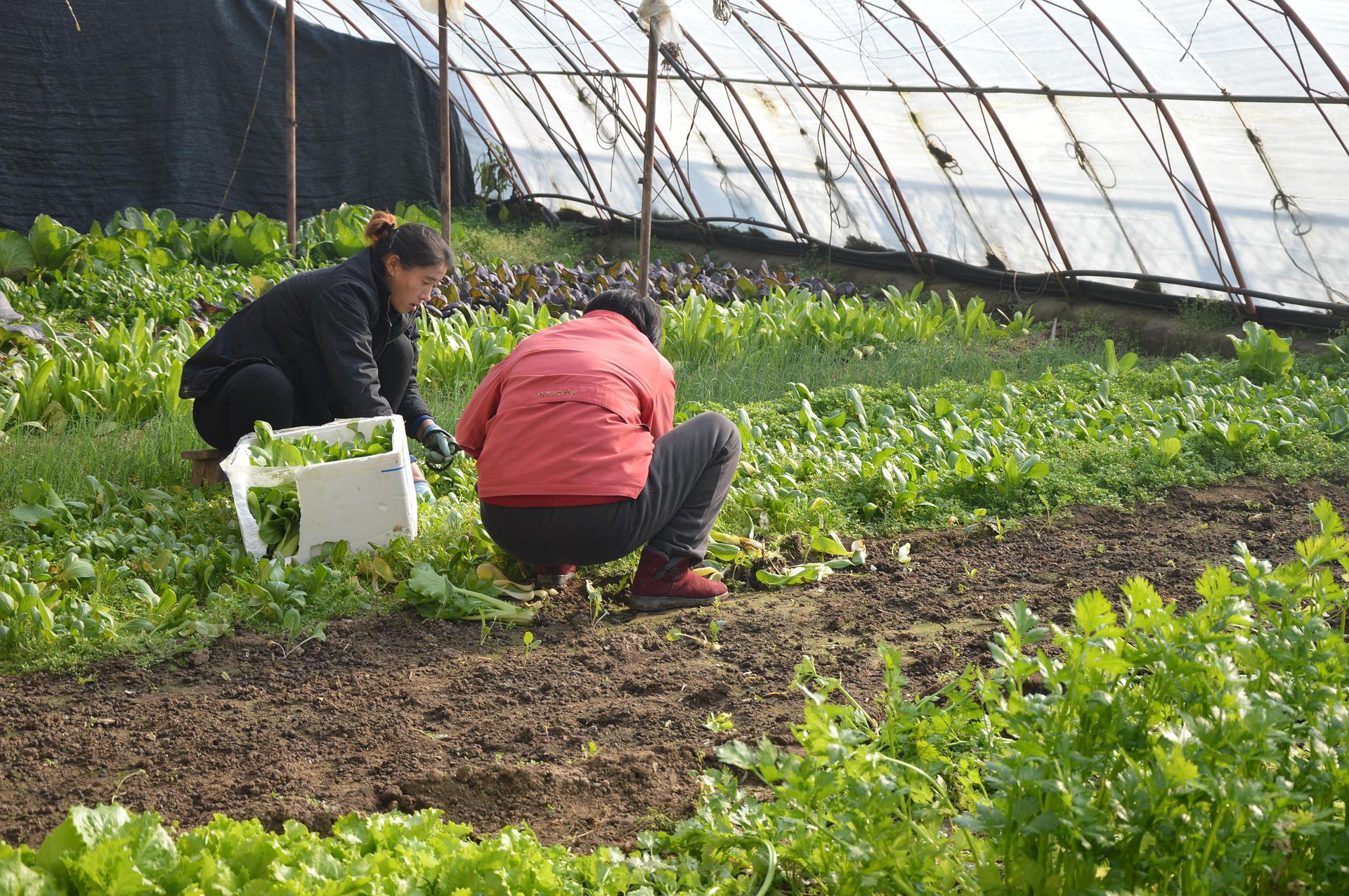 Women working in greenhouse