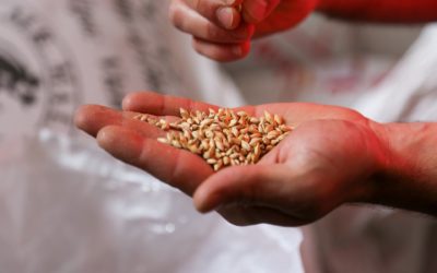 Paterson Grain Buys Parrish and Heimbecker Out of Alliance Seed Shares