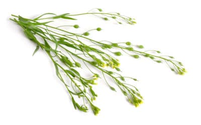 Farmers Offered Winter Camelina Contract Production Opportunity