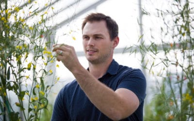 Boosting the Protein Content in Crops