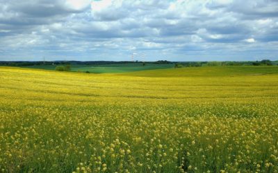 Roger Chevraux Re-elected as Alberta Canola Chair