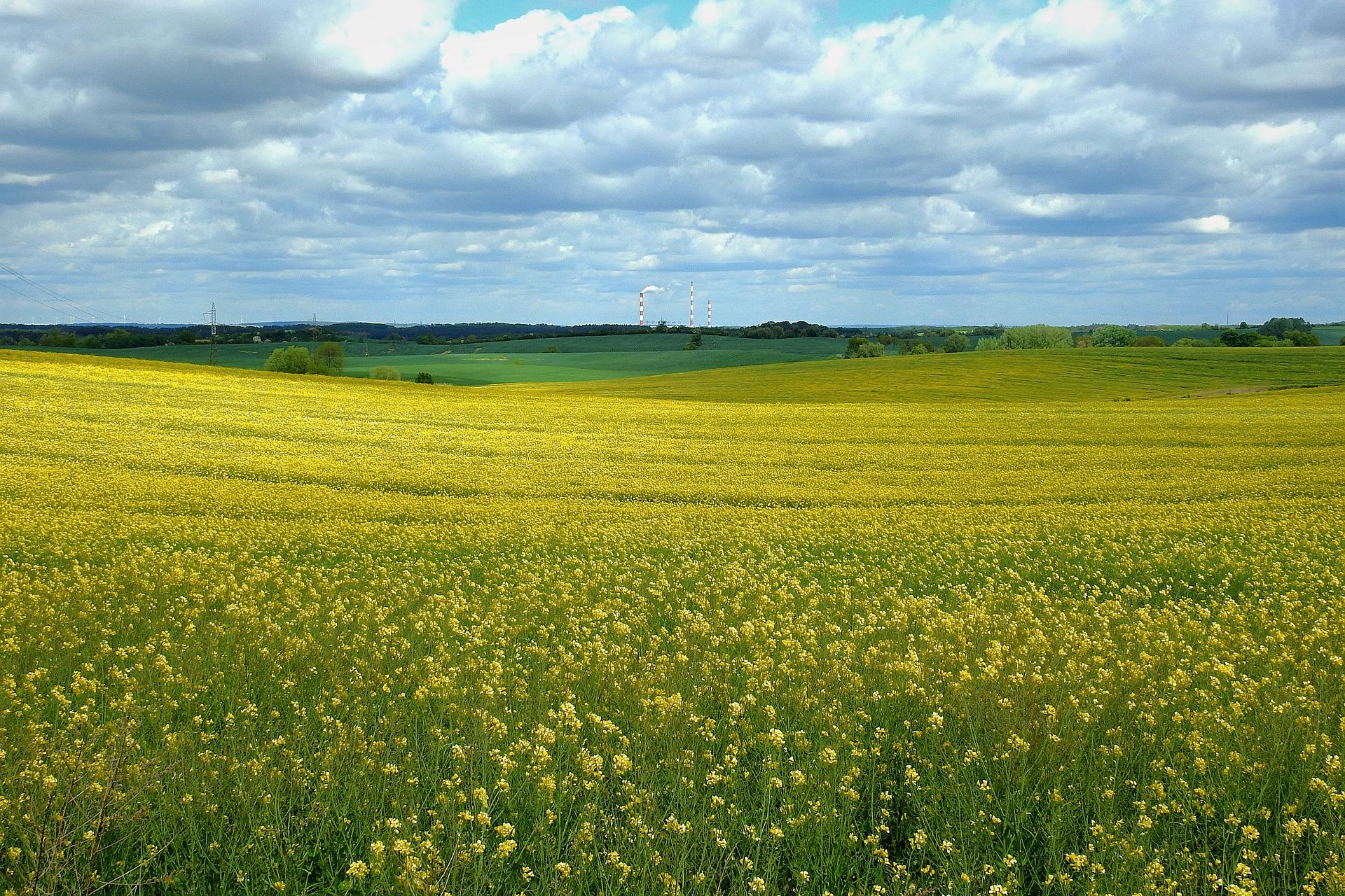 Canola field