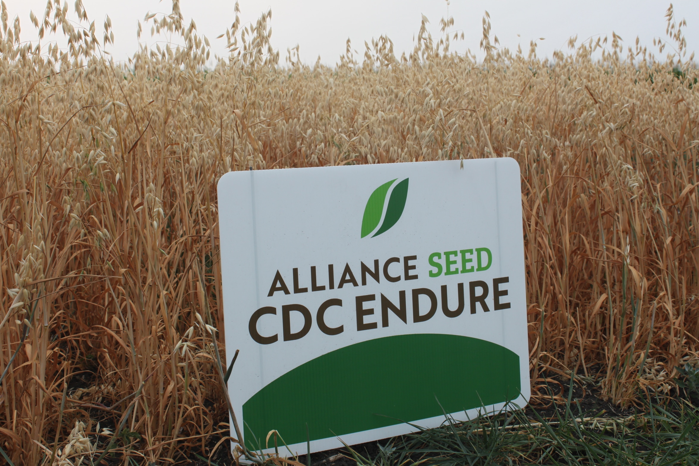 Alliance Seed CDC Endure plot