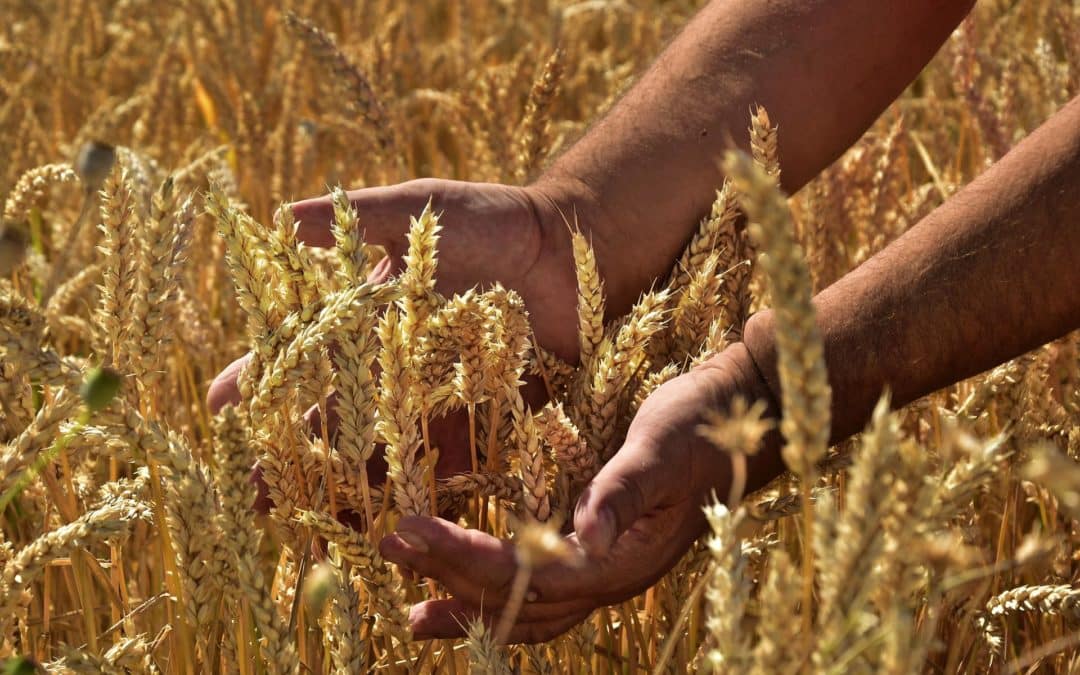 Alberta Harvest Progress Ticks Up to 79 Per cent Done