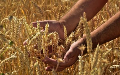 Canadian Grain Commission Shares New Science Strategy