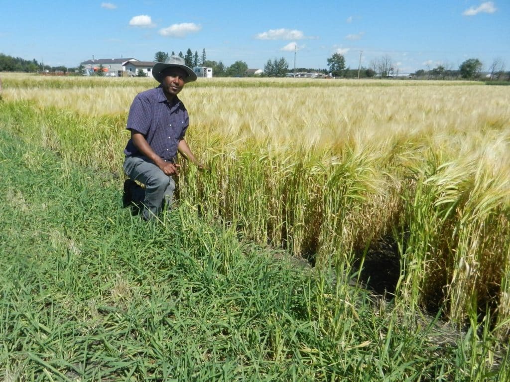 Yadeta Kabeta barley field