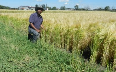 Discover the Future of Barley Breeding in Olds at AgSmart