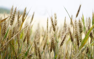 Alberta Wheat Acreage Up 9.6 Per cent