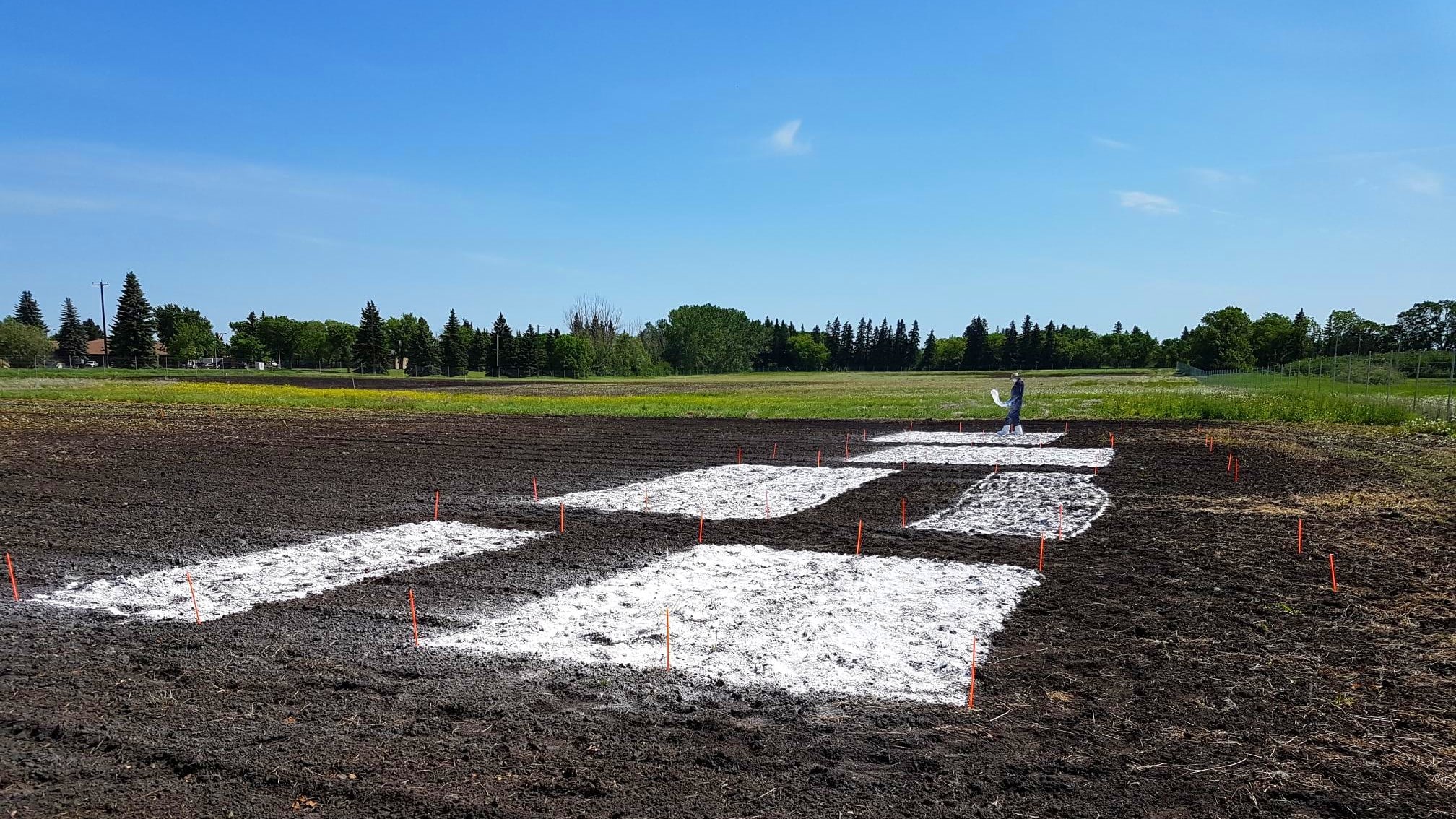 Clubroot lime treatment plots